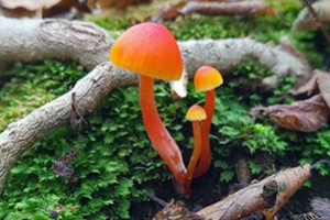 Ključ vlažnica (Hygrocyboida)