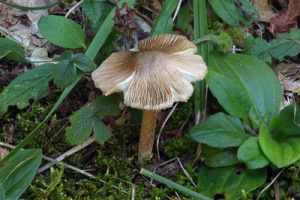 Ključ cjepača (Inocybe) - u pripremi