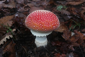 Ključ pupavki (Amanita) - u pripremi