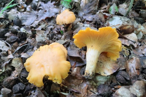 Ključ lisičica (Cantharellus, Craterellus) - u pripremi