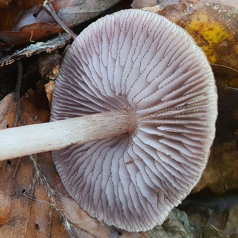 Key agaricales
