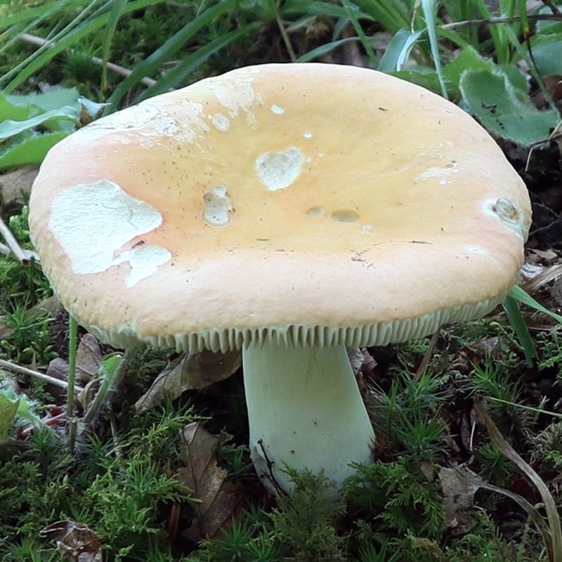 Key Russula