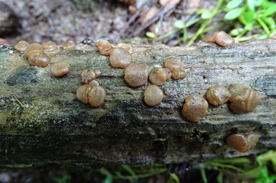 Adelphella babingtonii