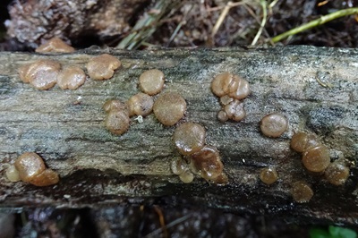 adelphella-babingtonii1