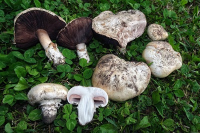 Agaricus bisporus