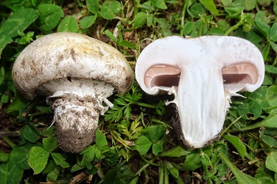 agaricus-bisporus1
