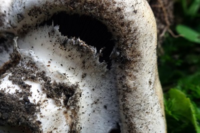agaricus-bisporus3