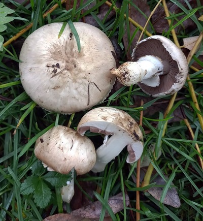 agaricus-bresadolanus1