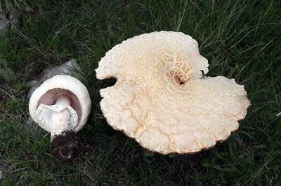 agaricus-crocodilinus1