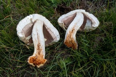 agaricus-crocodilinus4