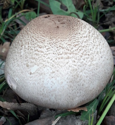 agaricus-langei4