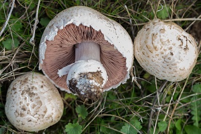 Agaricus pequinii