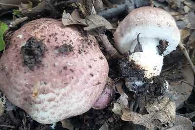 agaricus-porphyrizon1