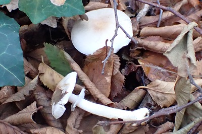 Agaricus semotus
