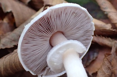 agaricus-semotus1
