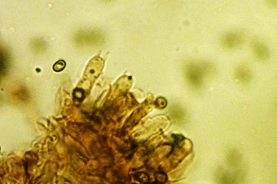 agaricus-semotus11