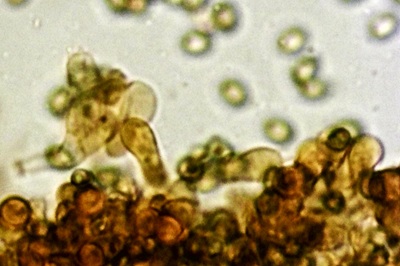 agaricus-semotus12