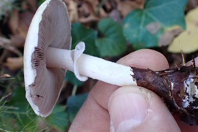 agaricus-semotus2