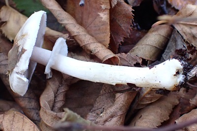 agaricus-semotus3