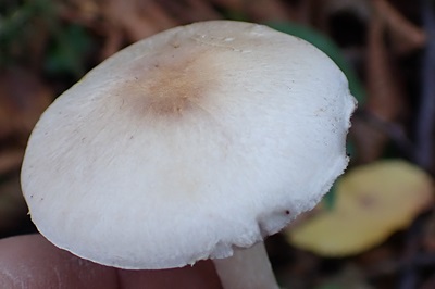 agaricus-semotus4