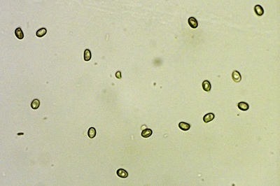 agaricus-semotus9