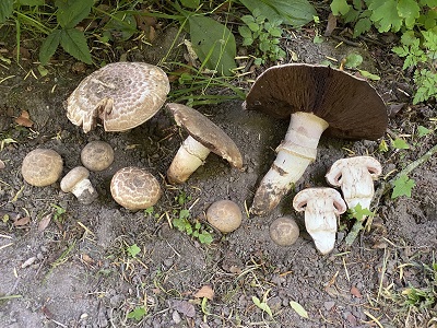 Agaricus subperonatus