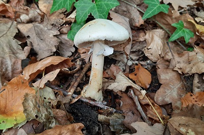 agaricus-sylvicola1