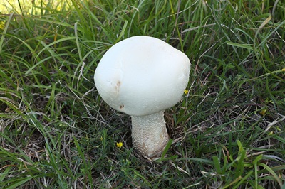 agaricus-urinascens1
