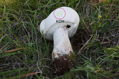 agaricus-urinascens2