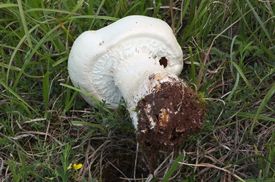 agaricus-urinascens3