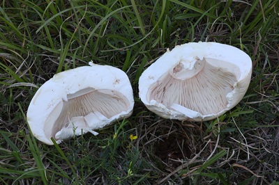 agaricus-urinascens4
