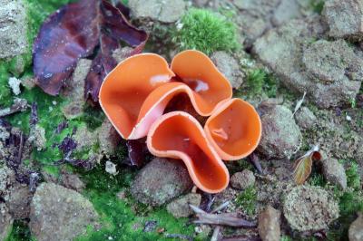 Aleuria aurantia