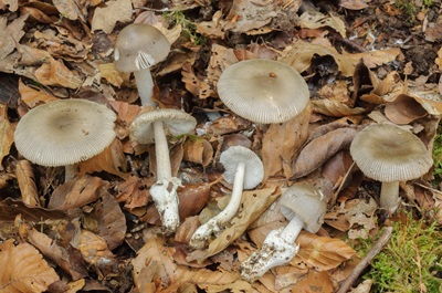 Amanita alseides