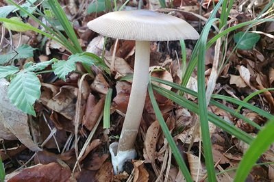 Amanita battarrae