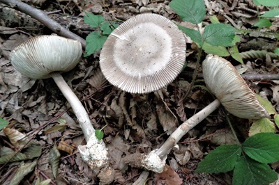 amanita-battarrae1