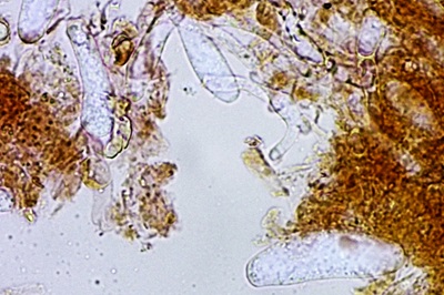 amanita-battarrae12