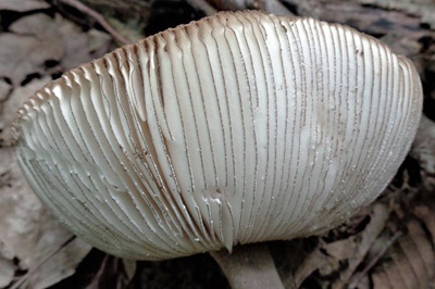amanita-battarrae2