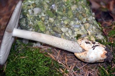 amanita-battarrae3