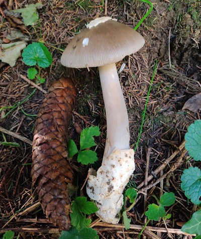 Amanita brunneofuliginea