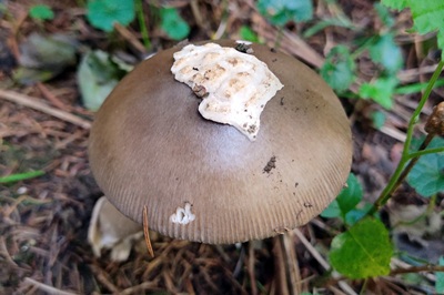 amanita-brunneofuliginea1
