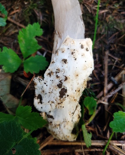 amanita-brunneofuliginea2