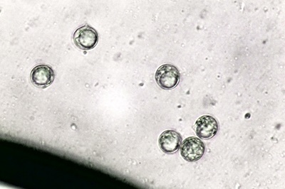amanita-ceciliae5