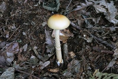 Amanita contui