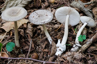 Amanita coryli