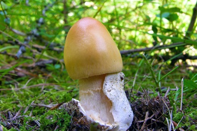 amanita-crocea2