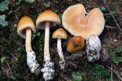 amanita-crocea3