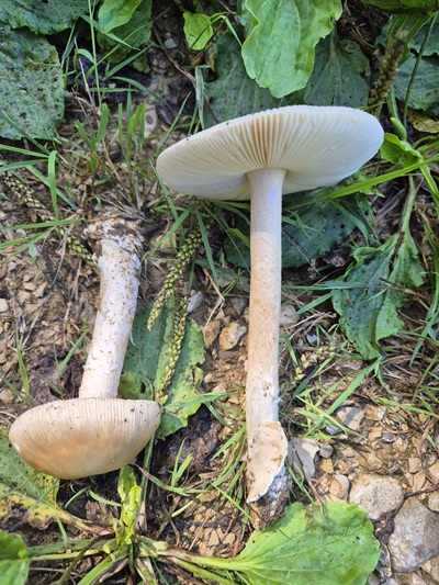 Amanita dryophila