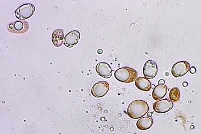amanita-eliae4