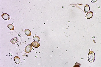 amanita-eliae5