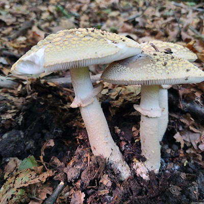 amanita-franchetii1